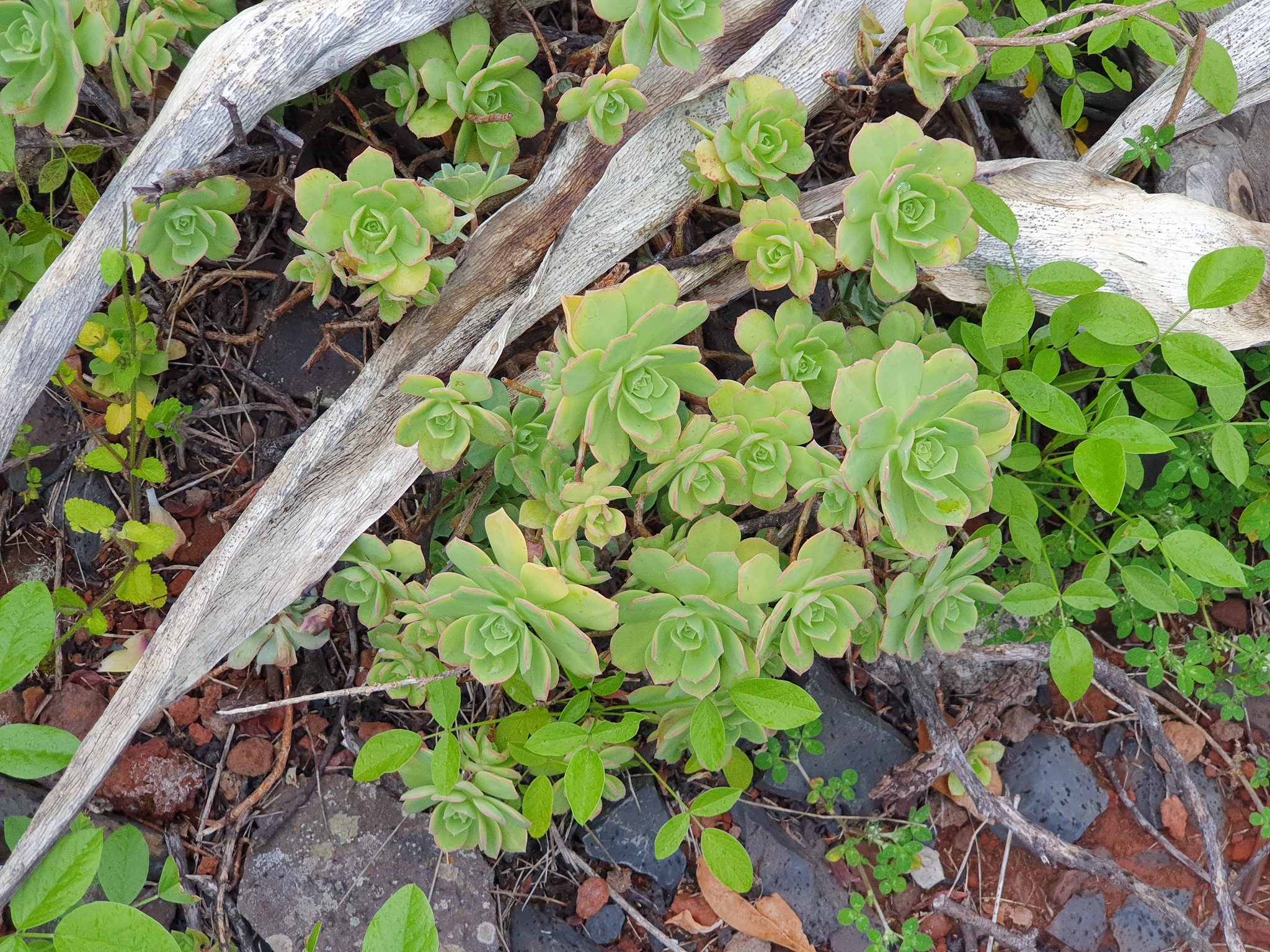 Imagem de Aeonium Catavento
