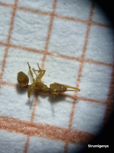 Strumigenys denticulata