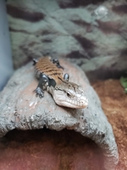 Tiliqua