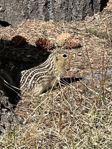 Thirteen-lined Ground Squirrel