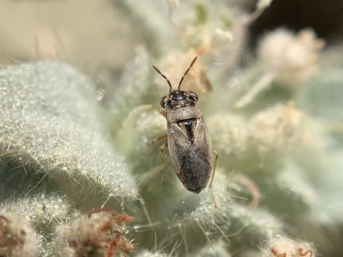 Western Big-eyed Bug photo 4
