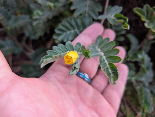 Image of Tribulus cistoides by (c) Damien Wallace, some rights reserved (CC BY)