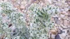 Oreocarya virginensis