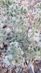 Oreocarya virginensis