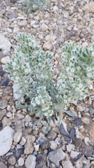 Oreocarya virginensis