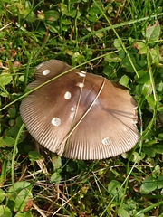 Amanita submembranacea