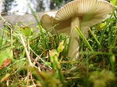 Amanita submembranacea