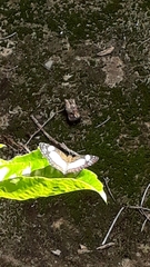 Janatella leucodesma