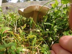 Amanita submembranacea