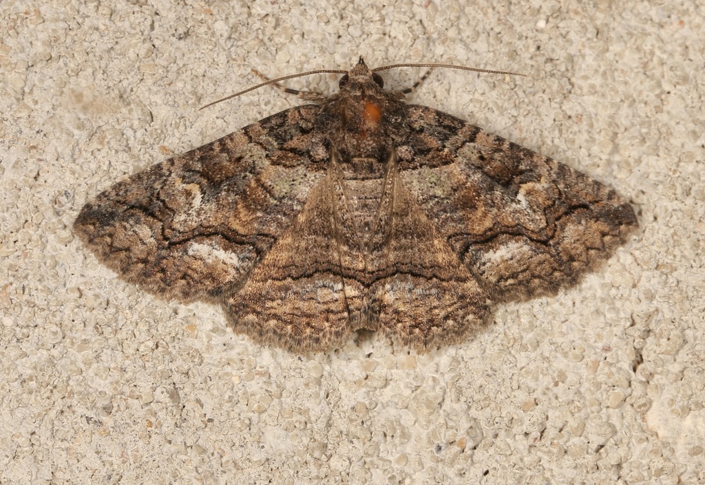 Goat Zale Moth