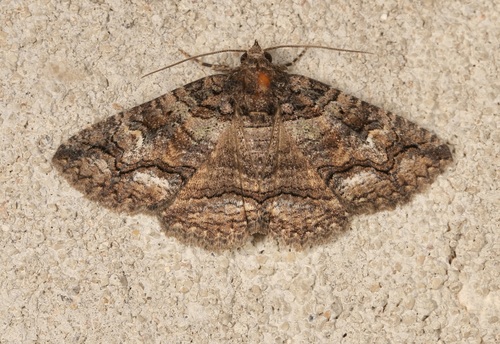 Goat Zale Moth