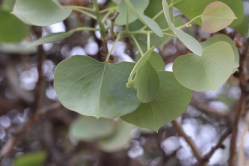 How to identify Populus pruinosa Schrenk