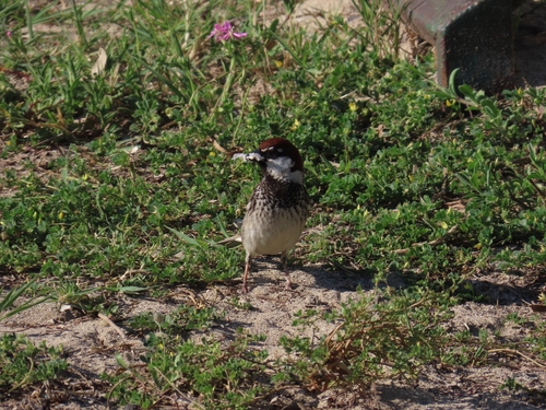 Gorrión moruno (Passer hispaniolensis)