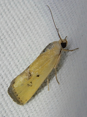 Ponometia tortricina