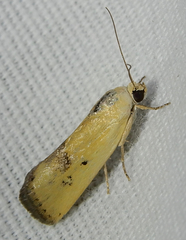 Ponometia tortricina