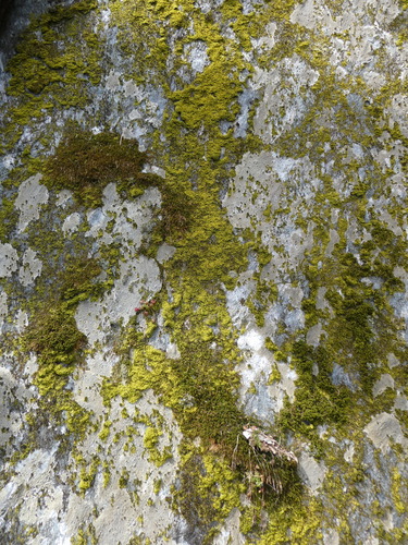 Image of Metzgeria crassipilis by no rights reserved