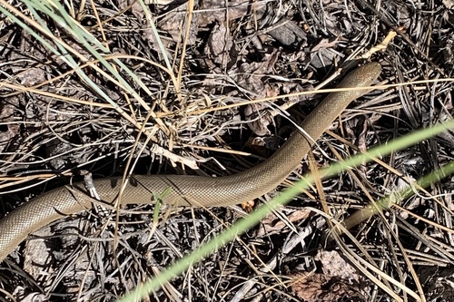 Rubber Boa observed near Red Cloud Loop Rd, Vernal, UT, US, (c) KPaulin, some rights reserved (CC BY-NC)