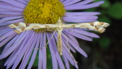 Platyptilia carduidactylus
