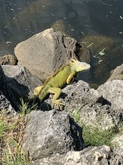 Iguana iguana