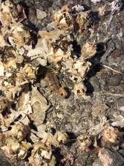 Centruroides exilicauda