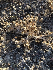 Centruroides exilicauda