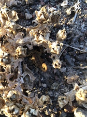 Centruroides exilicauda