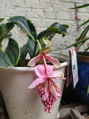 Medinilla magnifica