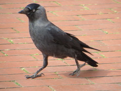 Corvus monedula