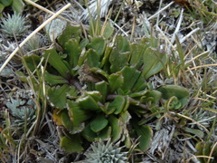 Brachyscome longiscapa