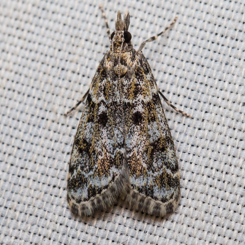 Eudonia echo