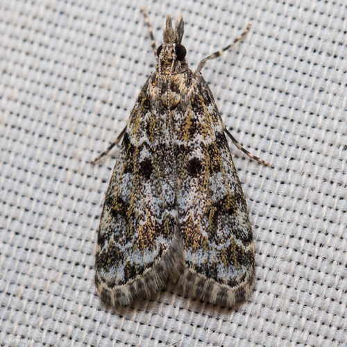 Eudonia echo Dyar, 1928