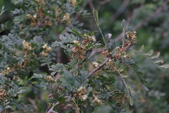 Hippobromus pauciflorus