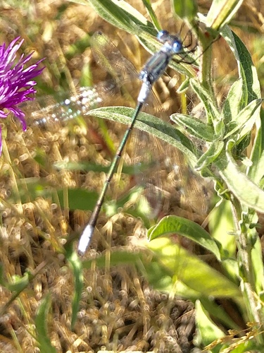 Northern Spreadwing photo 5
