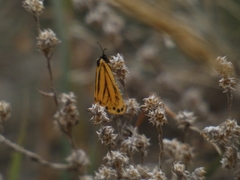 Setina aurita