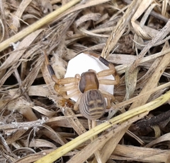 Xysticus texanus
