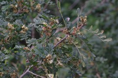 Hippobromus pauciflorus