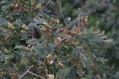 Hippobromus pauciflorus