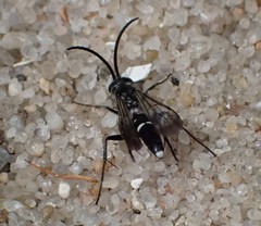 Pompilidae