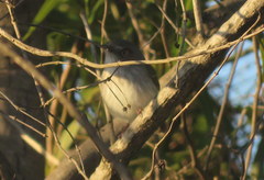 Hemitriccus margaritaceiventer