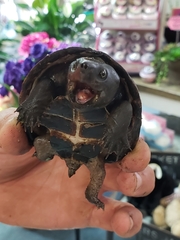 Sternotherus