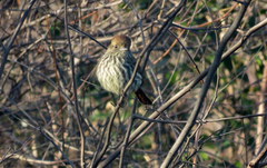 Knipolegus cyanirostris