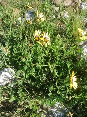 Osteospermum calcicola
