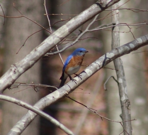 Eastern Bluebird photographed in Rhode Island