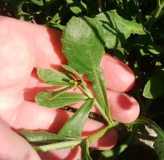 Osteospermum calcicola