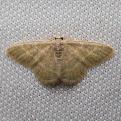 Chlorochlamys appellaria