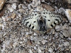 Parnassius behrii