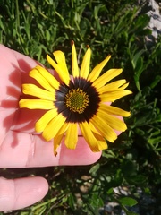 Osteospermum calcicola