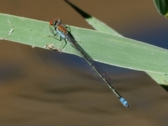 Pseudagrion acaciae