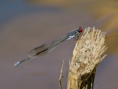 Pseudagrion sublacteum