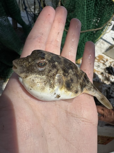 Least puffer (Sphoeroides parvus) — Tetraodontidae — 3